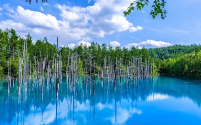 北海道美瑛町の青い池は自然が生んだ奇跡の芸術。北海道有数の人気観光スポットの幻想的な光景に誰もが魅了される。
