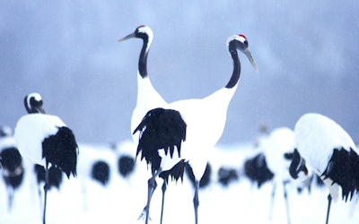 Admire the Red-Crowned Crane, a Protected Species in Japan, as It Elegantly Dances Atop the Powdery White Snow! Its Mysterious Dance Is a Truly Breathtaking Sight!