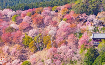 世界遗产·奈良县的「吉野山的樱花」的观赏景致动画！与山地宗教紧密相连的信仰樱花所形成的"一目千红"景象
