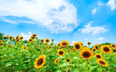 Akeno Sunflower Field in Hokuto, Yamanashi: A Breathtaking View of Nearly 600,000 Sunflowers in Bloom! Home To the Akeno Sunflower Festival and the Filming Location of a Popular Movie!