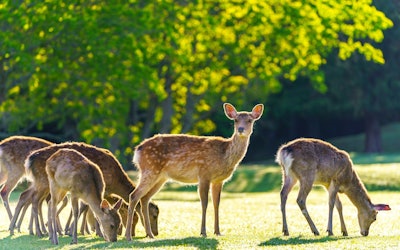 【奈良公園的鹿】浮雲園地的鹿們，自由奔放地橫穿馬路，出大事了？！