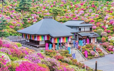 Azaleas in Full Bloom at Shiofune Kannon-ji Temple in Ome, Tokyo. Approximately 20,000 Azaleas Cover the 1,300-Year-Old Temple Grounds With Vibrant Spring Colors!