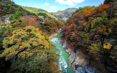 利用4K空拍机将群马县堪称一绝的红叶景点“吾妻溪谷”纳入镜头中！就让我们化身为在空中飞翔的鸟儿，尽享这席卷日本的秋景