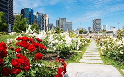 Nakanoshima Park Rose Garden – An Oasis in the Heart of Osaka. Relax With the Beautiful Sunset Views of Roses in This Video