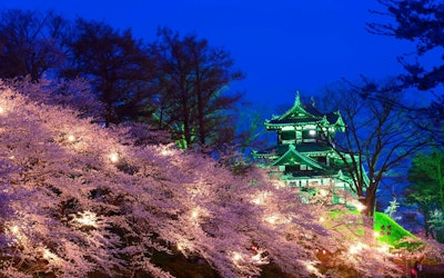 Takada Joshi Park – One of Top 3 Nighttime Cherry Blossom Spots in Japan! Check Out the Cherry Blossoms in Full Bloom, the Cherry Blossom Blizzards, and the Nighttime Cherry Blossoms of Niigata Prefecture via Video!