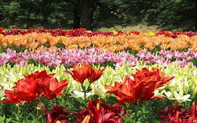 Beautifully Blooming Lilies at Fukaya Green Park! Explore the Wonderful Park in Saitama, Japan via Video