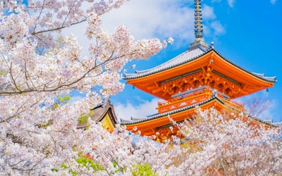 京都の桜の名所20選をエリア別に紹介！2024年桜の見頃や開花状況、見どころも