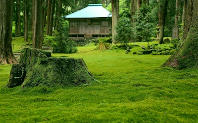 苔寺として知られる福井県「平泉寺白山神社」の動画、神秘的な佇まいは聖域そのもの！美しき青苔の見頃や魅力とは？