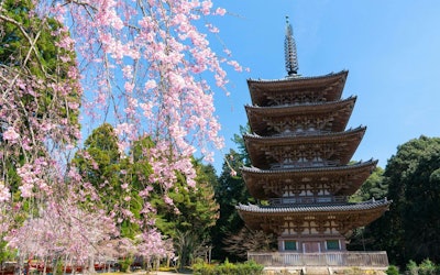 Cherry Blossoms at Daigoji Temple in Kyoto - Enjoy Cherry Blossoms at a Temple Where Japanese Warlords Once Did the Same. Tourist Information & More for This Popular Hanami Spot