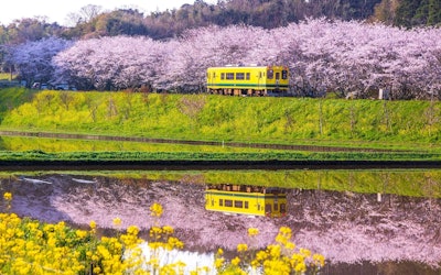 Isumi Railway & Kominato Railways of Chiba, Japan – 2 Popular Spots to See Cherry Blossoms and Rapeseed! If You're a Train Enthusiast, This Is a Spot You Don't Want to Miss!