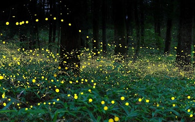 The Tatsuno Firefly Festival - 5,000 Fireflies in Nagano, Japan! This Amazing Illumination in Matsuo Gorge Will Leave You Speechless