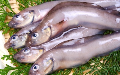 石川県金沢市で愛される幻の魚「ゲンゲ」は見た目はグロテスクなのになぜ人気？ゼラチン＆コラーゲンたっぷりで女性が喜ぶ絶品料理に！