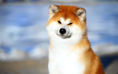 Cute Akita Dogs Bring a Smile to Anyone’s Face! The Cute, Gentle, and Loyal Dog, Native to Japan, Is Becoming a Popular Breed Around the World!