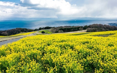 Awaji Hanasajiki – Beautiful Fields of Flowers on Awaji Island. Enjoy Rape Blossoms and Other Seasonal Flowers in Hyogo Prefecture!