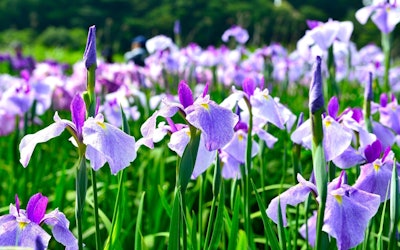 During the Iris Festival, the Grounds of Daianzenji Temple Is Covered with 10,000 Iris Blossoms. This Spectacular Sight Signals the Arrival of Summer in Fukui City, Fukui. You Won’t Want to Miss It!
