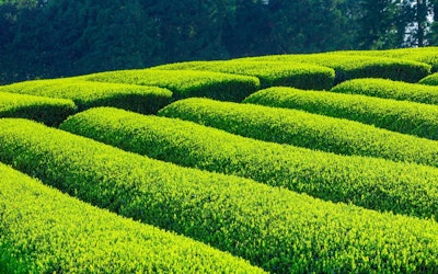 The Beauty of Mie Prefecture's Tea Plantations Will Blow You Away! Introducing the Popular Tea of Mie Prefecture, the Third Largest Producer of Tea in Japan!
