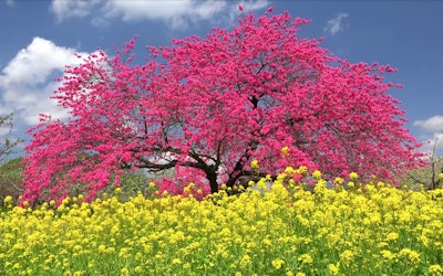 Enjoy the Spring Season at Chikumagawa Fureai Park in Nagano Prefecture, Where 600 Double-Flowered Cherry Trees Are in Bloom. The Colorful Pink, Yellow and Red Flowers in Full Bloom Are Like Something Out of a Movie!