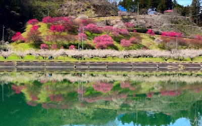 Feel the Arrival of Spring With the Red and White Plum Trees by the Lake and the Scent of Flowers from the 1,000 Plum Trees in Full Bloom in Shinshu-Shinmachi, Nagano!