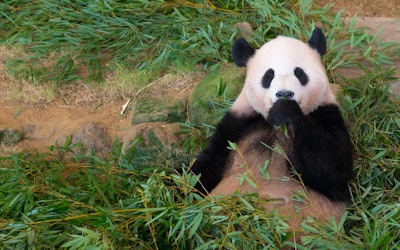 Yuihin, the Cute Giant Panda at Wakayama's Adventure World, Japan's Largest Breeder of Giant Pandas! A Look at the Endangered Giant Panda's Eating Habits and Little-Known Facts!