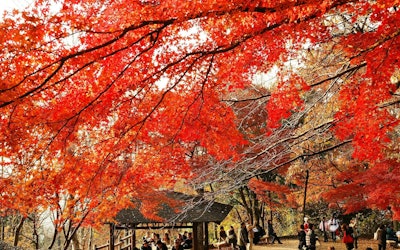 타카오산의 단풍 영상! 미슐랭 가이드에 등재된 도쿄 관광 명소. 하이킹과 등산으로 아름다운 가을을 즐기십시오.
