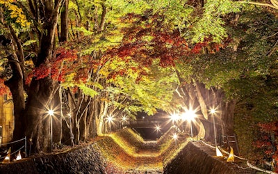 The Fujikawaguchiko Autumn Leaves Festival! Enjoy a Colorful Illumination of Autumn Leaves, and Photogenic Spots! Autumn Sightseeing in Yamanashi