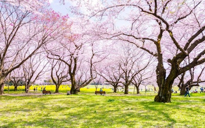 東京の桜の名所20選！2023年の桜の見頃や開花状況、桜まつりや穴場スポットも紹介！ 