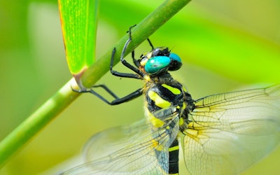 The Oniyanma: Amazing Footage of Japan's Largest Dragonfly! See It Molting and Laying Eggs in Nature...