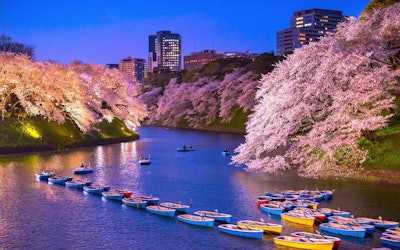 千鳥淵的「千代田櫻祭」為130萬人到訪的都內屈指的賞花景點！點燈後美麗的櫻花是很值得一去的絕佳景點！