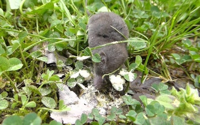 A Rare Shrew in Someone's Garden! He Wasn't Feeling Well, but After Giving Him Some Killifish He Chowed Down and Made His Way Back To the Bushes... Take Care Mr. Shrew!