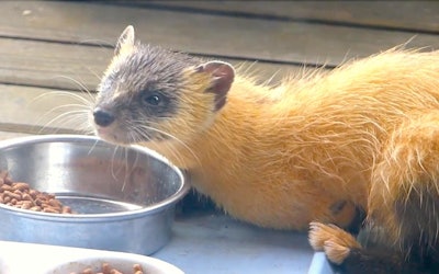 A Rare Video of a Wild Marten! Can They Be Kept as Pets? What Kind of Animal Is This Cute Critter? Learn About Their Ecology and Daily Lives!