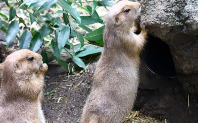 일본 최초의 동물원 "우에노 동물원"을 소개합니다! 다양한 동물들의 일상을 살펴보자!