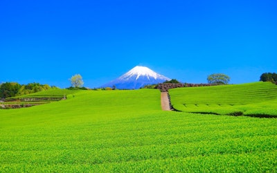 Obuchi Sasaba - Beautiful Tea Fields and Mt. Fuji in Shizuoka, Japan!