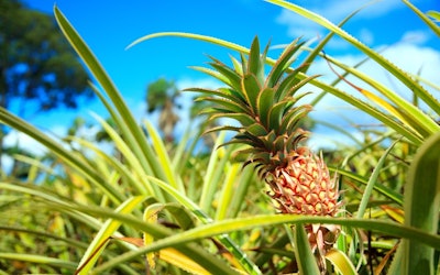 Higashi: A Popular Tourist Destination Where You Can Enjoy the Atmosphere of Okinawa, the Largest Producer of Pineapples in Japan! Check Out the Rare Creatures and Spectacular Views That Can Only Be Found in Higashi Village on This Popular Expedition!