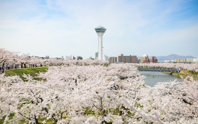 在北海道函馆市的人气观光景点「五棱郭」享受樱花！在深奥的历史名胜中享受的樱花格外美丽！