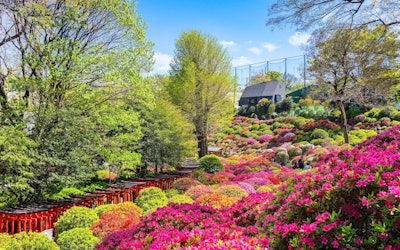 東京都内で3000株のつつじが咲き誇る「根津神社」！珍しい品種も楽しめる！美しい庭園の動画をご紹介