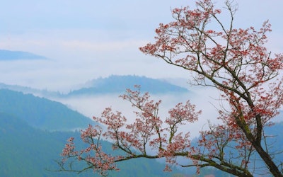 世界遺産・奈良県吉野山の神秘的な絶景を楽しむ！一目千本桜とまで言われる美しい桜の景観を目に焼き付けよう！