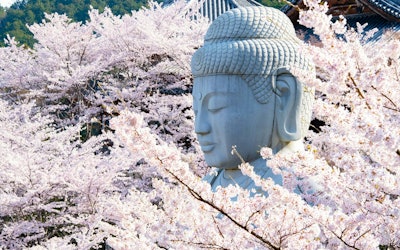 The Great Cherry Blossom Buddha at Tsubosakadera! Beautiful Drone Footage of the Cherry Blossoms the Famous Temple in Nara!