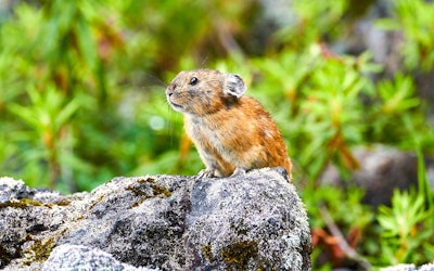 The Northern Pika of Japan: Learn About the Cute Critter Known as the "God of Rocky Lands" and Found in the Outdoors of Hokkaido. Also See Its Characteristic High-Pitched Cry!