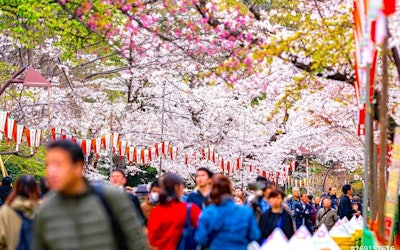 The Cherry Blossom Blizzard at Ueno Park - One of the Most Famous Hanami Spots in Tokyo! The Ueno Cherry Blossom Festival in Taito City Boasts Approximately 1,200 Cherry Trees in Full Bloom!
