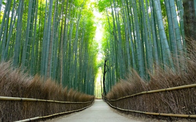 Arashiyama Is One of the Most Beautiful Spots in Kyoto, and a Place to Experience the Natural Beauty of Japan. Take a Trip to the "Arashiyama Bamboo Forest," a 400-Meter-Long Natural Bamboo Forest, to Soothe Your Body and Mind!