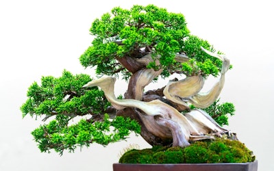 Step Into the World of Bonsai (盆栽), a Traditional Japanese Culture, at the Omiya Bonsai Art Museum in Saitama City, Saitama! Enjoy the Charm of Bonsai With 4K Images, and Experience the Harmony of Japan
