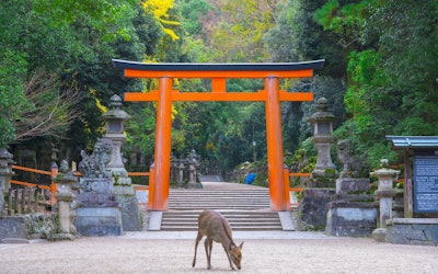 Experience World Heritage Sites, Traditional Japanese Culture and History, and Rich Nature in the Ancient Capital of Nara, Ikaruga! A Look at the 8 Most Popular Tourist Spots in Nara Prefecture!