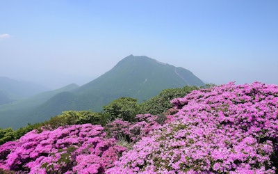 まるで花の絨毯！大分県『鶴見岳』のミヤマキリシマを紹介！山頂から見下ろす絶景や七福神めぐりまで！見どころいっぱい