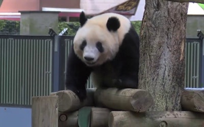 3岁的大熊猫香爽的可爱模样吸引了人们的视线！让我们来了解一下在日本饲养的熊猫的数量，以及能够见到熊猫的动物园的信息吧！