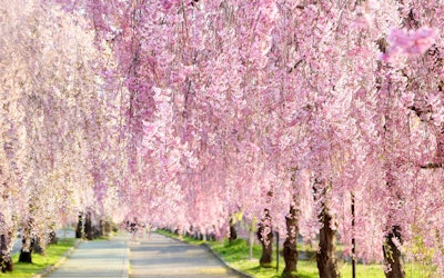 目の前を埋め尽くすピンク色の桜のトンネルは息を呑むような絶景！福島県喜多方市の人気名所「喜多方しだれ桜並木」の見どころやおすすめ情報を公開！