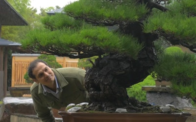 The Omiya Bonsai Art Museum - Enjoy the Beauty of Bonsai and Listen to the Stories of the Museum Staff as They Talk About Bonsai!