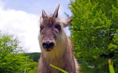 Japanese Serows- This Protected Species Came to a Village From the Mountains! Japanese Serows Stand With Their Head up and Show No Sign of Fear of Humans. The Habits and Habitat of the Proud Japanese Serow!