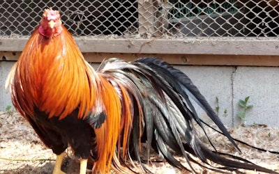 The Minohiki Chicken - A Japanese Bird Bred in the Pursuit of Beauty! This Majestic Chicken, With Its Dignified Appearance, Is in Danger of Extinction!