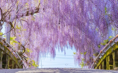 후쿠오카와 나가사키의 아름다운 등나무 꽃 터널을 만끽! 규슈 지방의 인기 등나무 꽃 명소인 "나카야마 등나무", "구로키 등나무", "후지야마 신사"의 눈을 사로잡는 환상적인 풍경을 소개합니다!