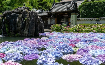 오사카의 꽃 사원 "관지"는 수국의 명소입니다! 장마철을 물들이는 아지사카베의 아름다움을 담은 영상! 또한 그것을 볼 수있는 가장 좋은 시간과 볼거리를 소개합니다